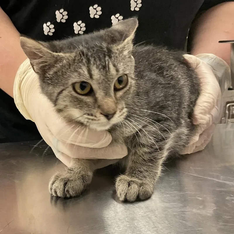 A baby small-sized female Gray / Blue / Silver Domestic Short Hair cat named Apple for adoption in Monroe, LA