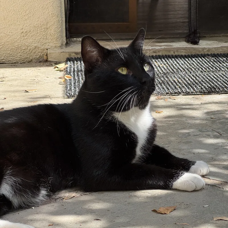 A young medium-sized male Black & White / Tuxedo Tuxedo cat named Tuxedo Pawl for adoption in Los Angeles, CA