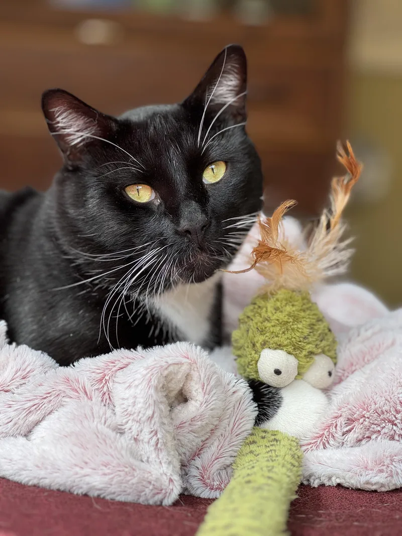 Tuxedo Pawl thumbnail 2