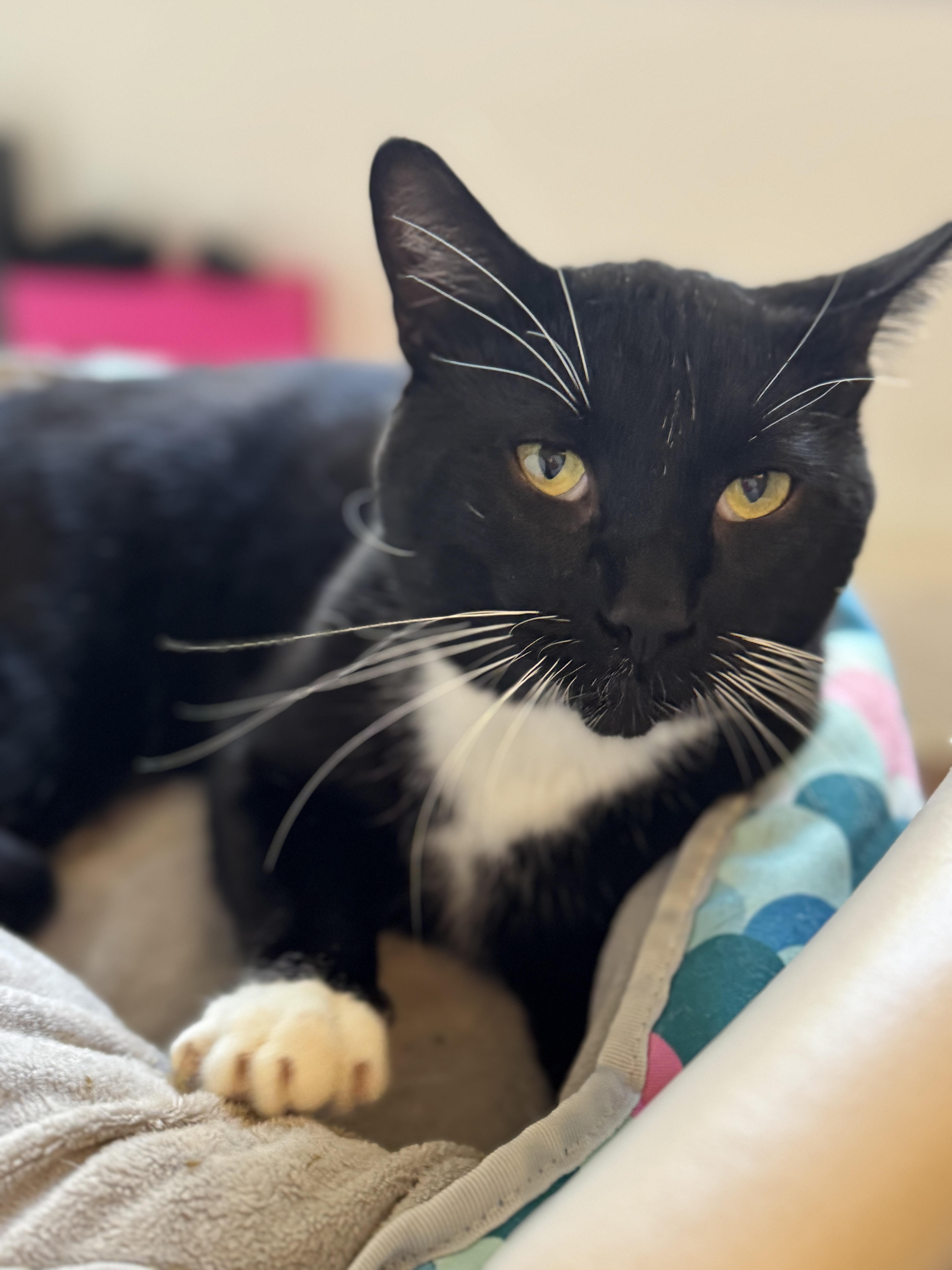 Tuxedo Pawl thumbnail 3