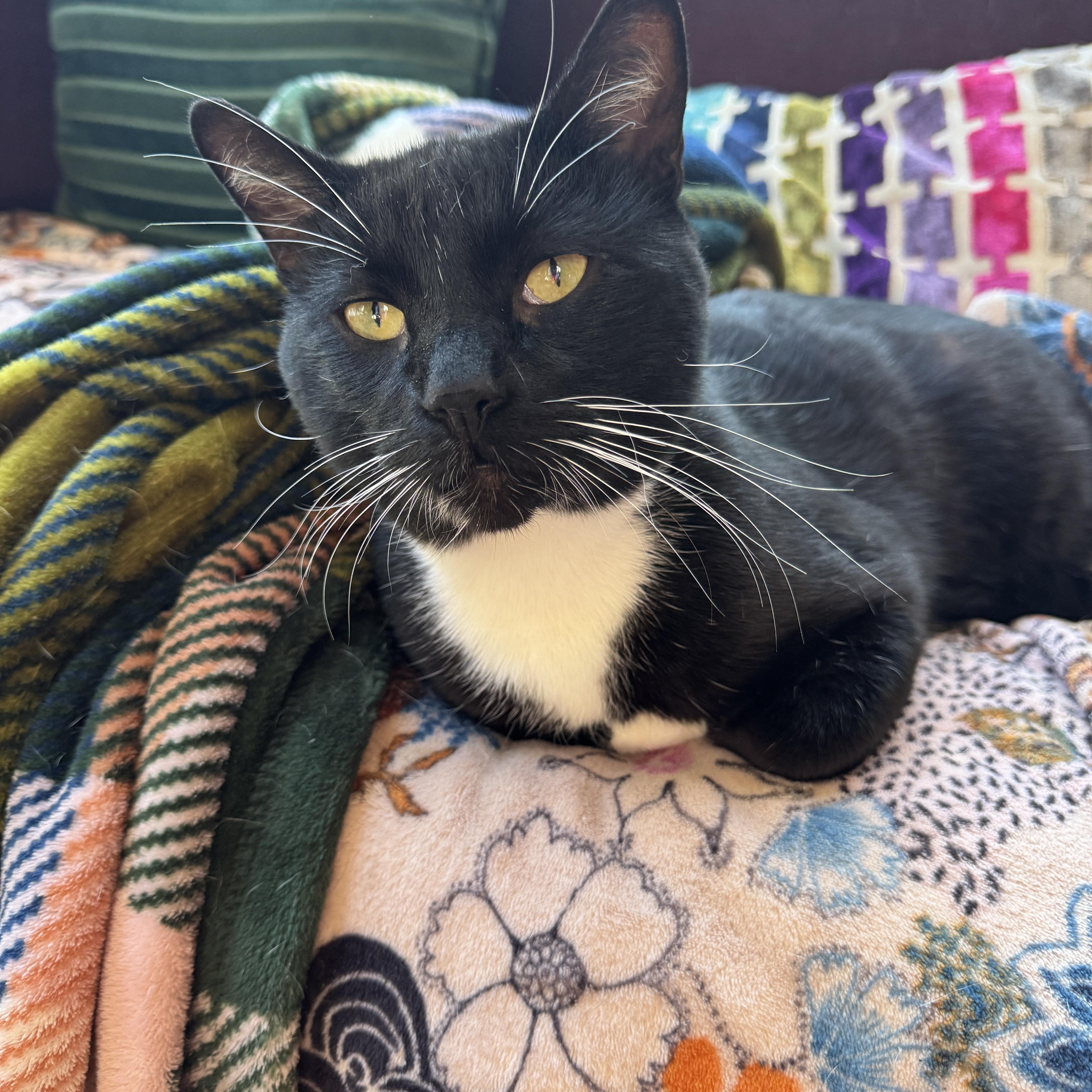 Tuxedo Pawl thumbnail 4