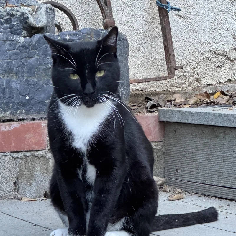 Tuxedo Pawl thumbnail 5