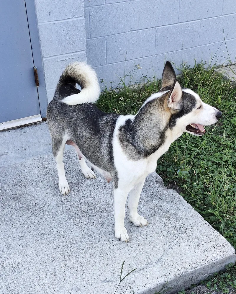 A young medium-sized female Siberian Husky dog named Rosie for adoption in Southport, CT