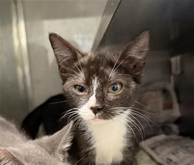 A baby small-sized female Domestic Short Hair cat named Missy for adoption in Baytown, TX