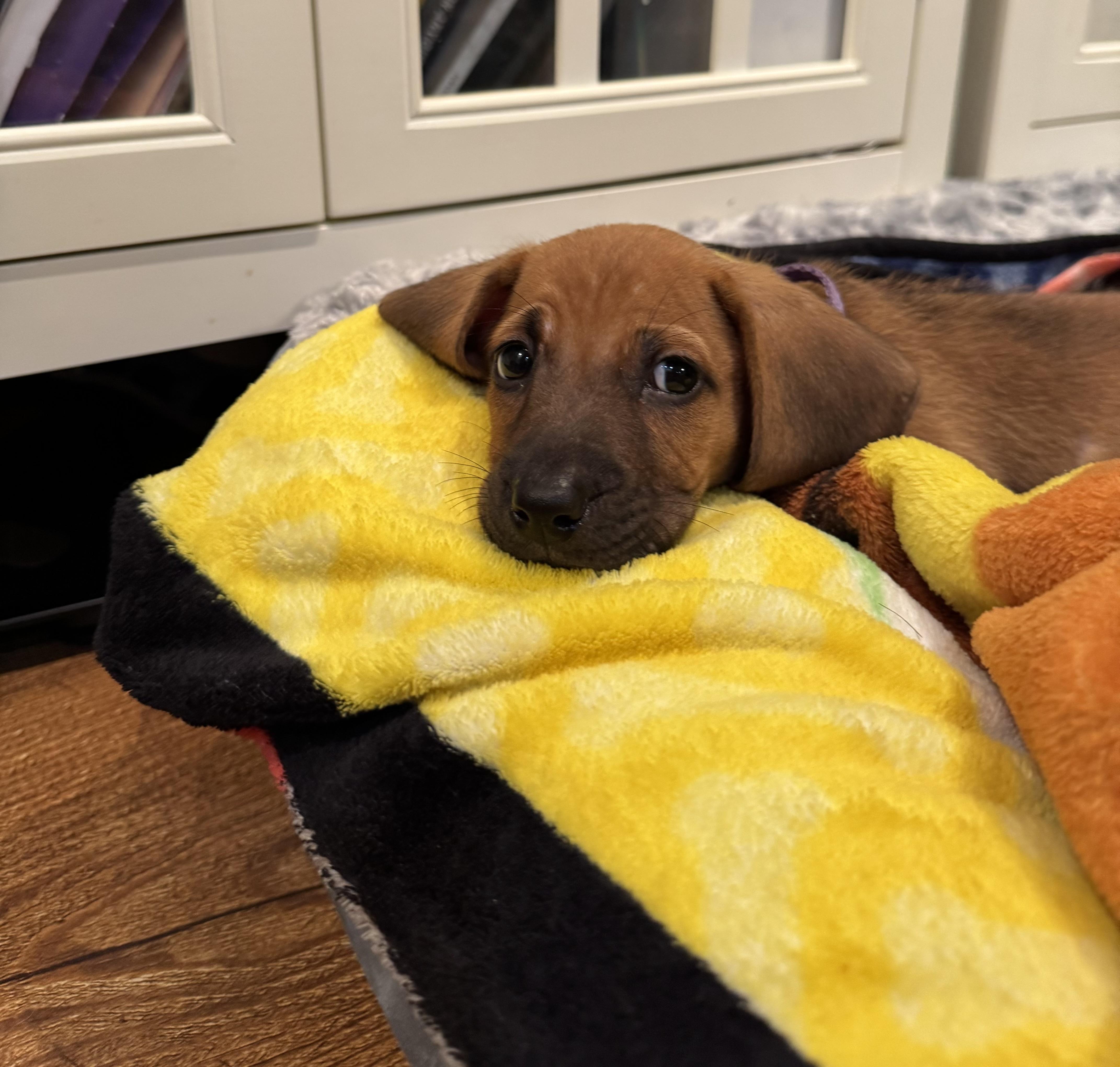 A baby small-sized female Yellow / Tan / Blond / Fawn Dachshund dog named Nellie for adoption in Byron, IL