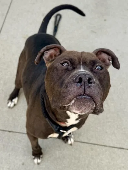 An adult large-sized male Mixed Breed dog named Kapone for adoption in Cincinnati, OH