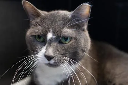 A senior medium-sized female Domestic Short Hair cat named Kamate for adoption in Ringoes, NJ