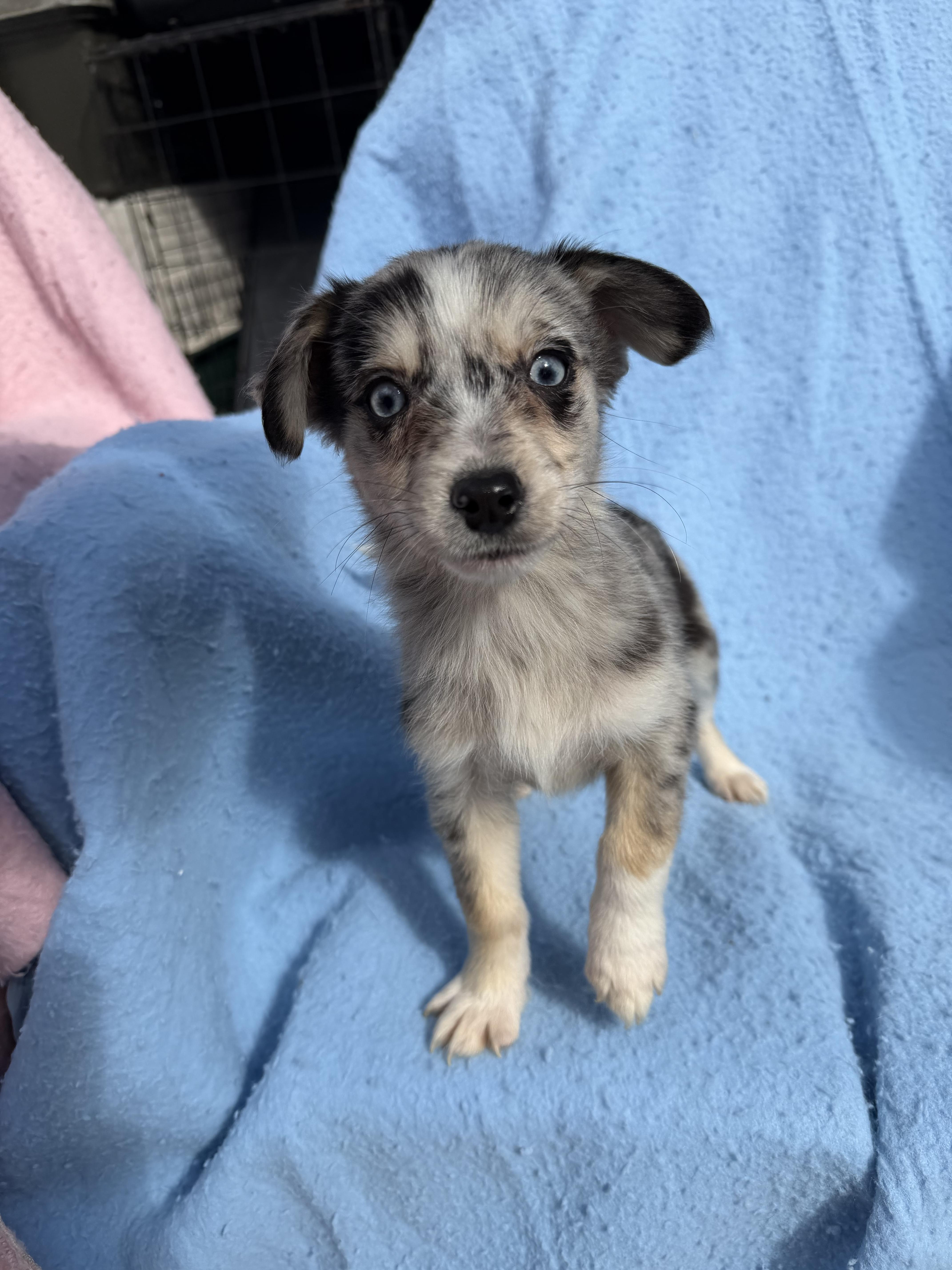 A baby small-sized male Merle (Blue) Australian Shepherd dog named Arlo for adoption in fennville, MI