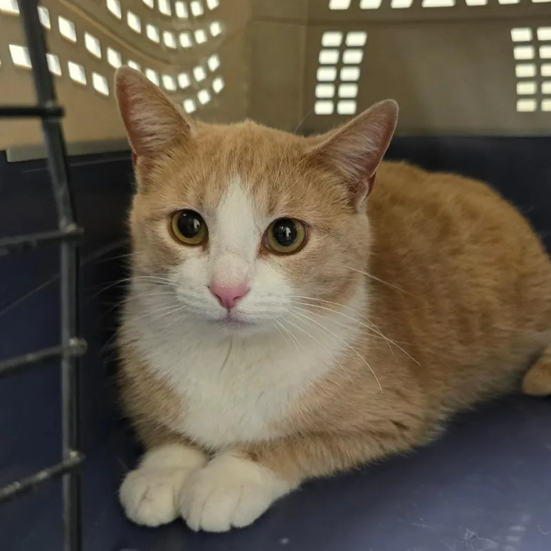 Veronica thumbnail 2