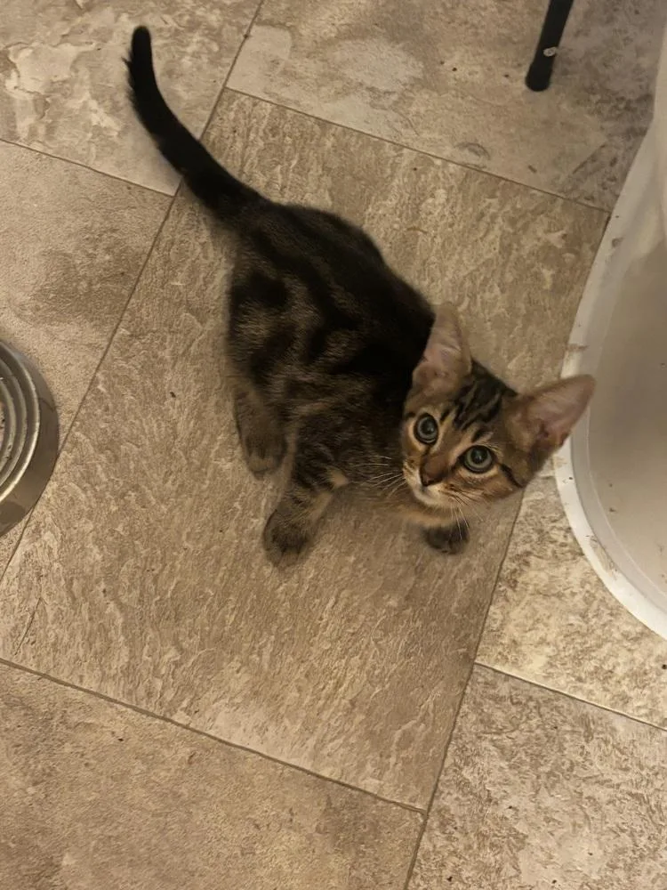 A baby small-sized male Brown / Chocolate Domestic Short Hair cat named Clark for adoption in Greensboro, NC