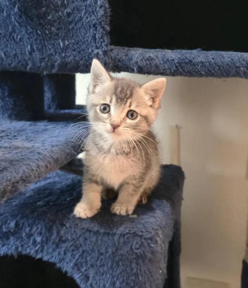 Baby Hansel Bonded Wbaby