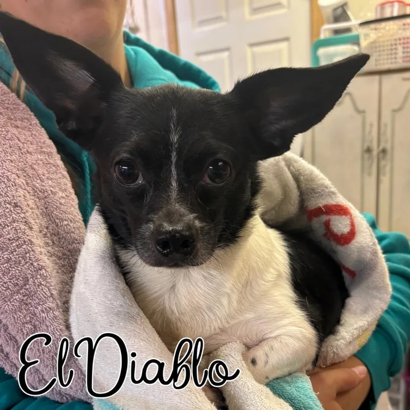 An adult small-sized male Chihuahua dog named El Diablo for adoption in Hillsboro, OH