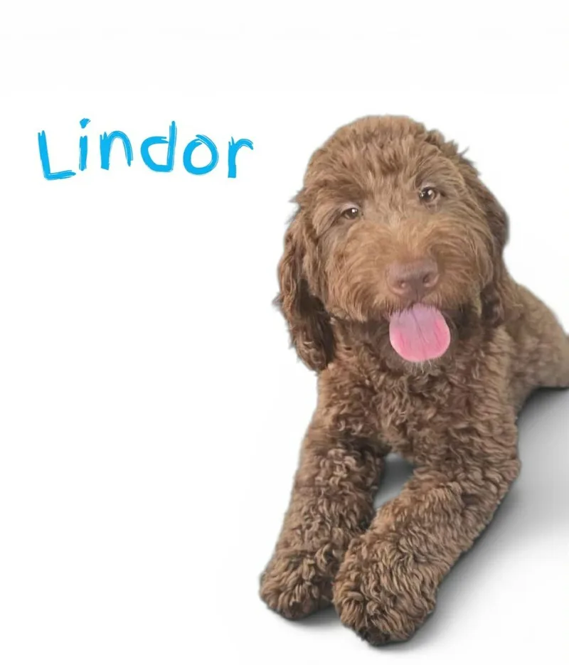 A young small-sized male Brown / Chocolate Mixed Breed dog named Lindor for adoption in Toledo, OH