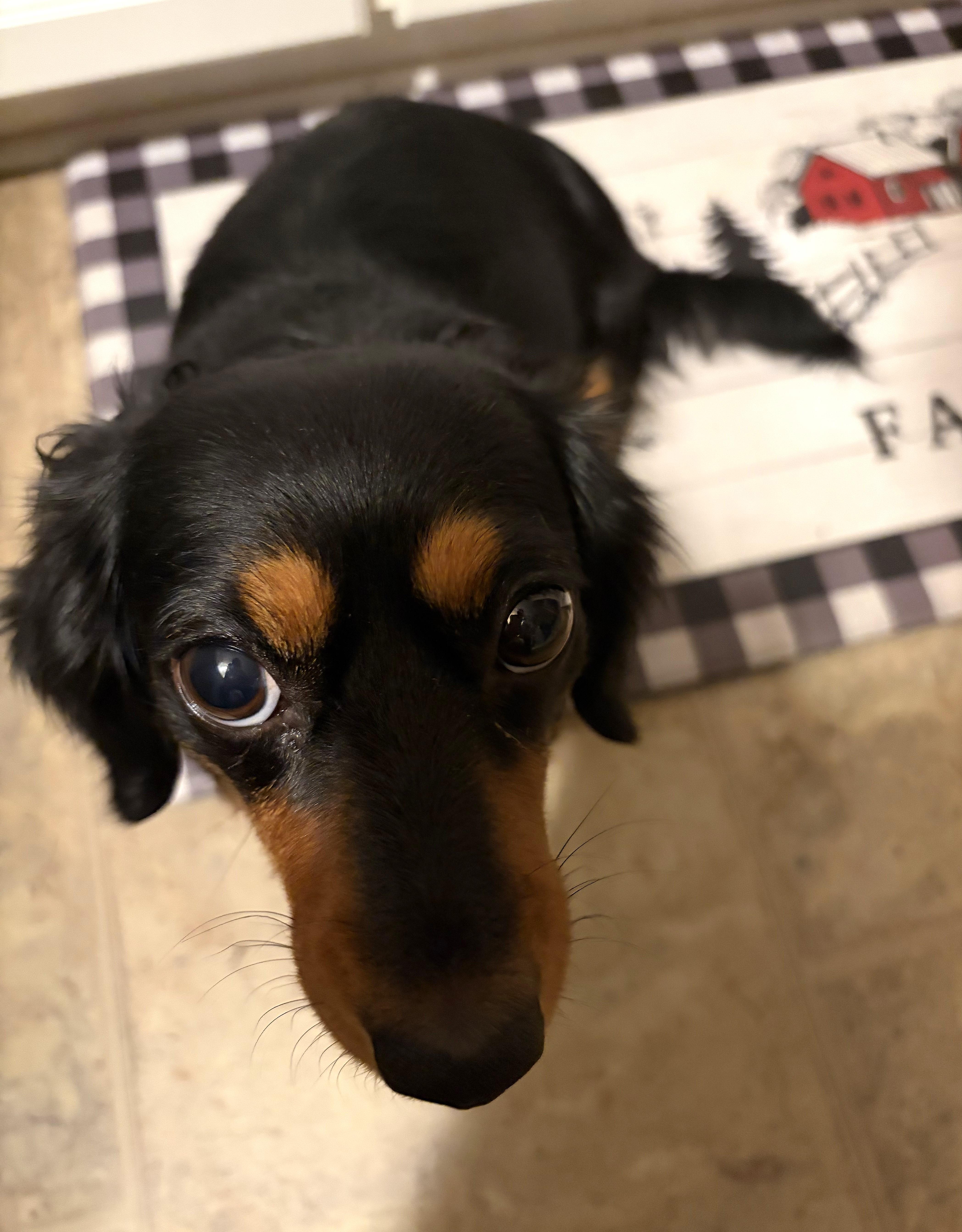 Roxie in TN thumbnail 2