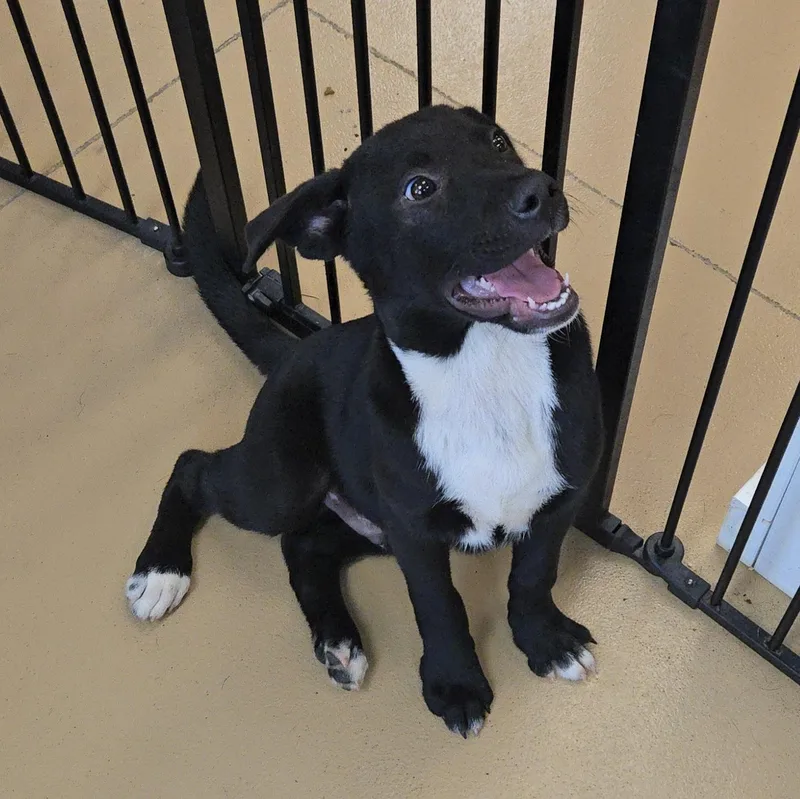 A young small-sized male Mixed Breed dog named Kenai for adoption in Xenia , OH