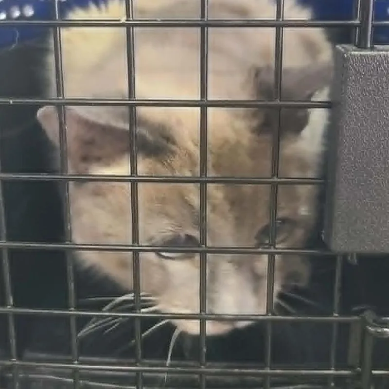 A senior small-sized female Lilac Point Domestic Short Hair cat named Shimmer for adoption in Hemet, CA