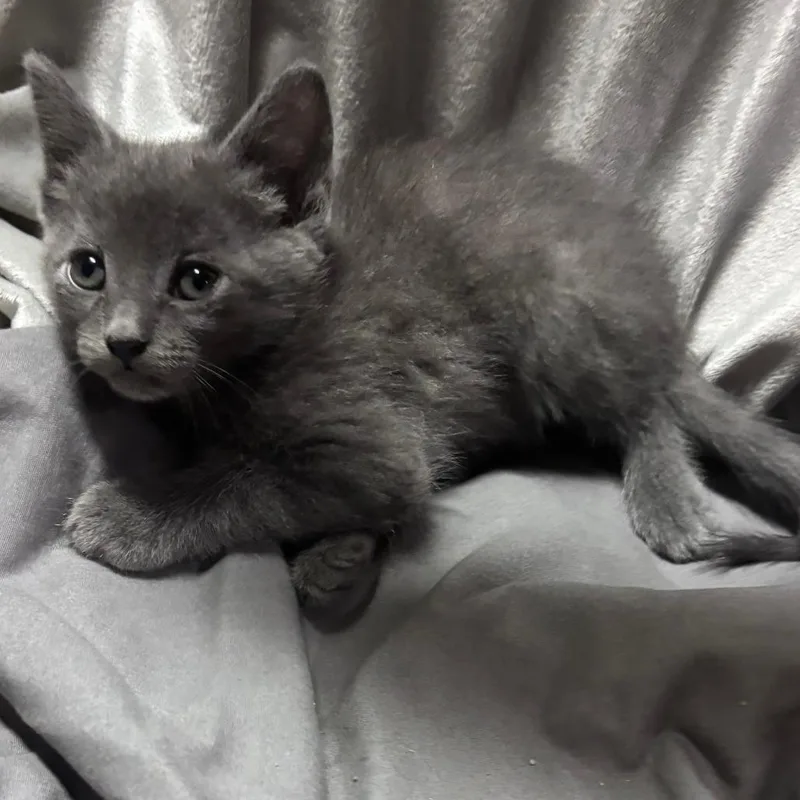 A baby small-sized female Gray / Blue / Silver Domestic Medium Hair cat named Ohana C for adoption in Princeton, MN