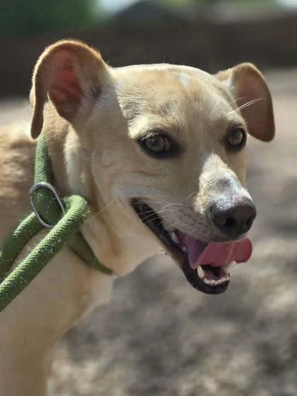 An adult medium-sized male Yellow / Tan / Blond / Fawn Mixed Breed dog named Scappy for adoption in Canon City, CO