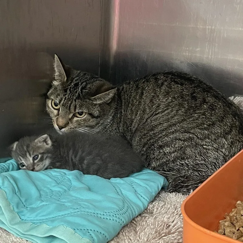 An adult medium-sized female Brown / Chocolate Domestic Short Hair cat named Moon for adoption in Port Charlotte, FL