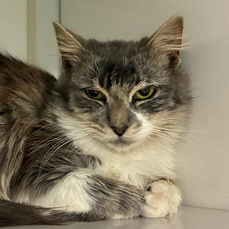 A young medium-sized female Gray / Blue / Silver Domestic Short Hair cat named Regalia for adoption in Redwood City, CA