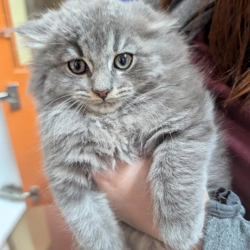 A baby small-sized male Gray / Blue / Silver Domestic Long Hair cat named Jade for adoption in Potomac, MD
