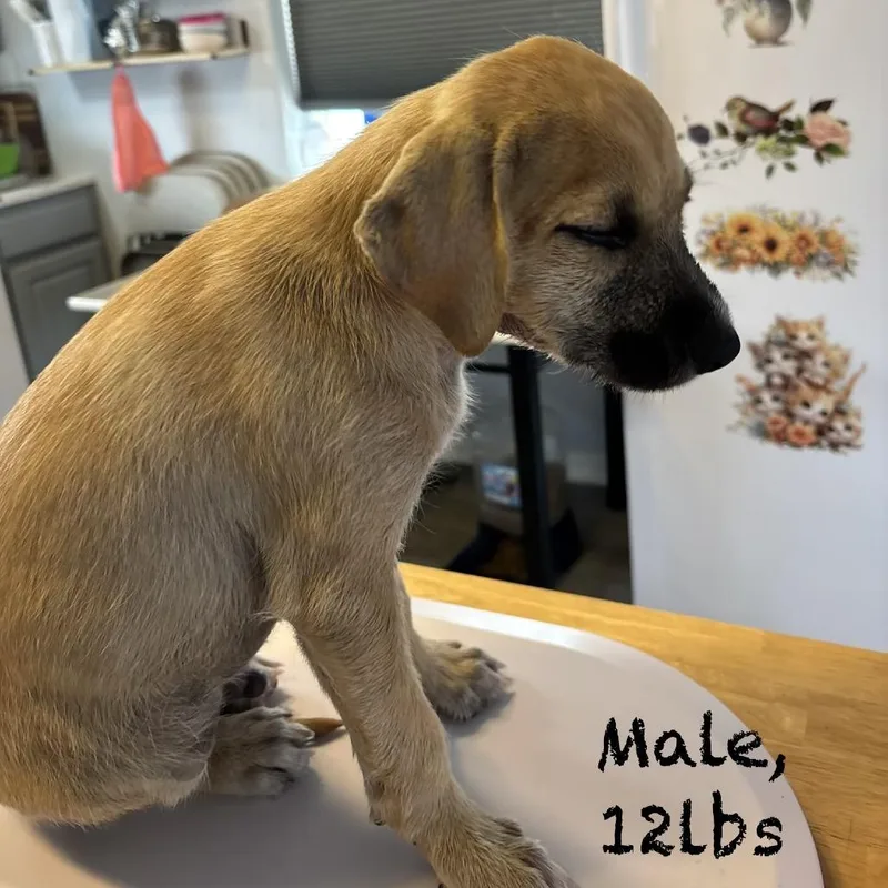 A baby small-sized male Yellow / Tan / Blond / Fawn Mixed Breed dog named Badger for adoption in Bellingham, WA