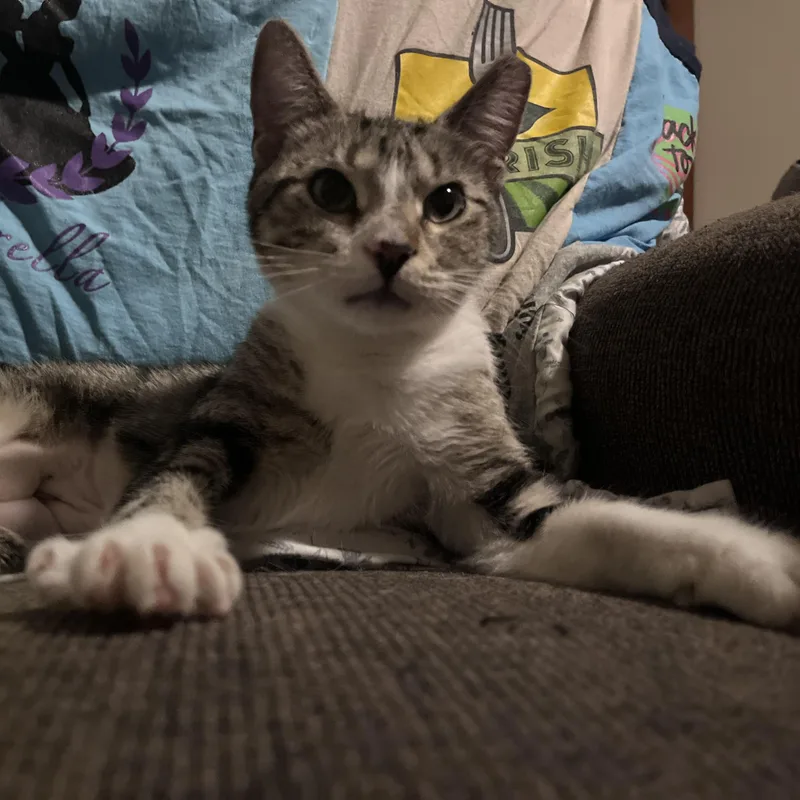 An adult medium-sized female Tabby (Gray / Blue / Silver) Domestic Short Hair cat named Baylor for adoption in Milwaukee, WI