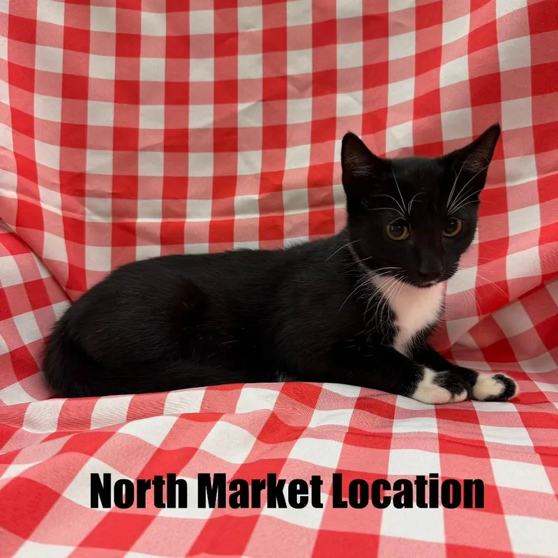 A baby small-sized male Black Domestic Short Hair cat named Frick for adoption in Raleigh, NC