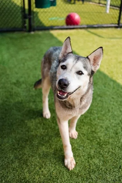 An adult medium-sized female Mixed Breed dog named Maya for adoption in Dallas, TX