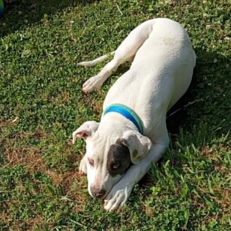 A baby medium-sized male Pit Bull Terrier dog named Keno for adoption in Rogersville, TN