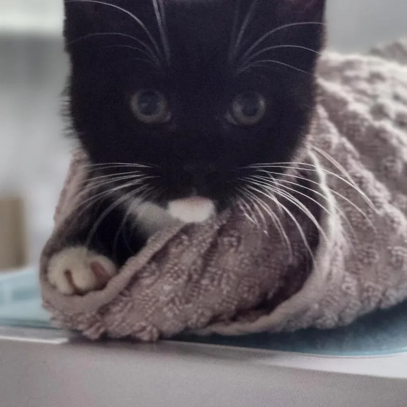 A baby medium-sized female Tuxedo cat named Tuxie Possibly Coming in for adoption in Clifton, NJ