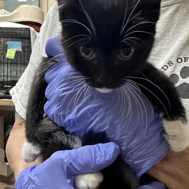 Tuxie Possibly Coming in thumbnail 2