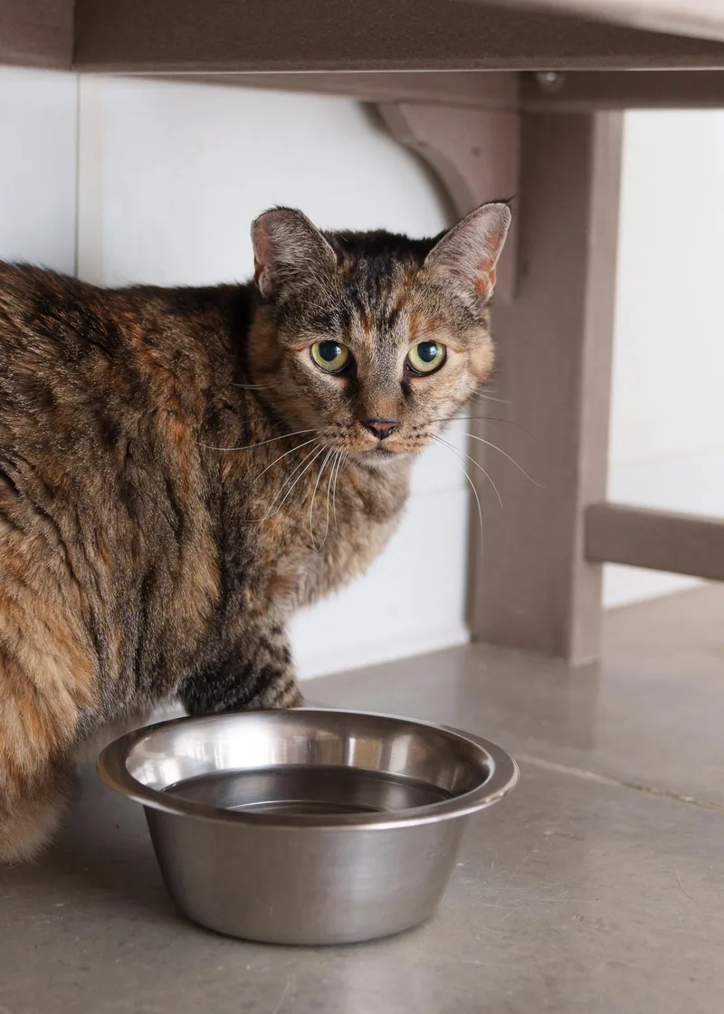 An adult medium-sized female Tortoiseshell Domestic Short Hair cat named Bella for adoption in Boise, ID
