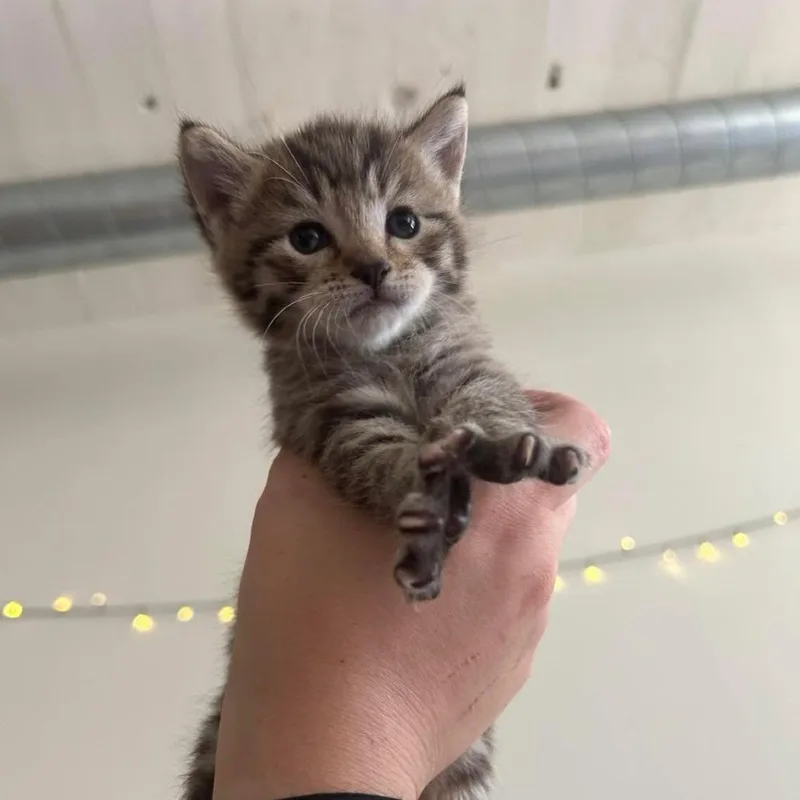 Astro