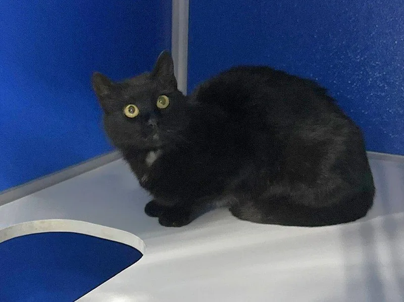 An adult medium-sized female Black Domestic Short Hair cat named Elrok for adoption in Colorado Springs, CO