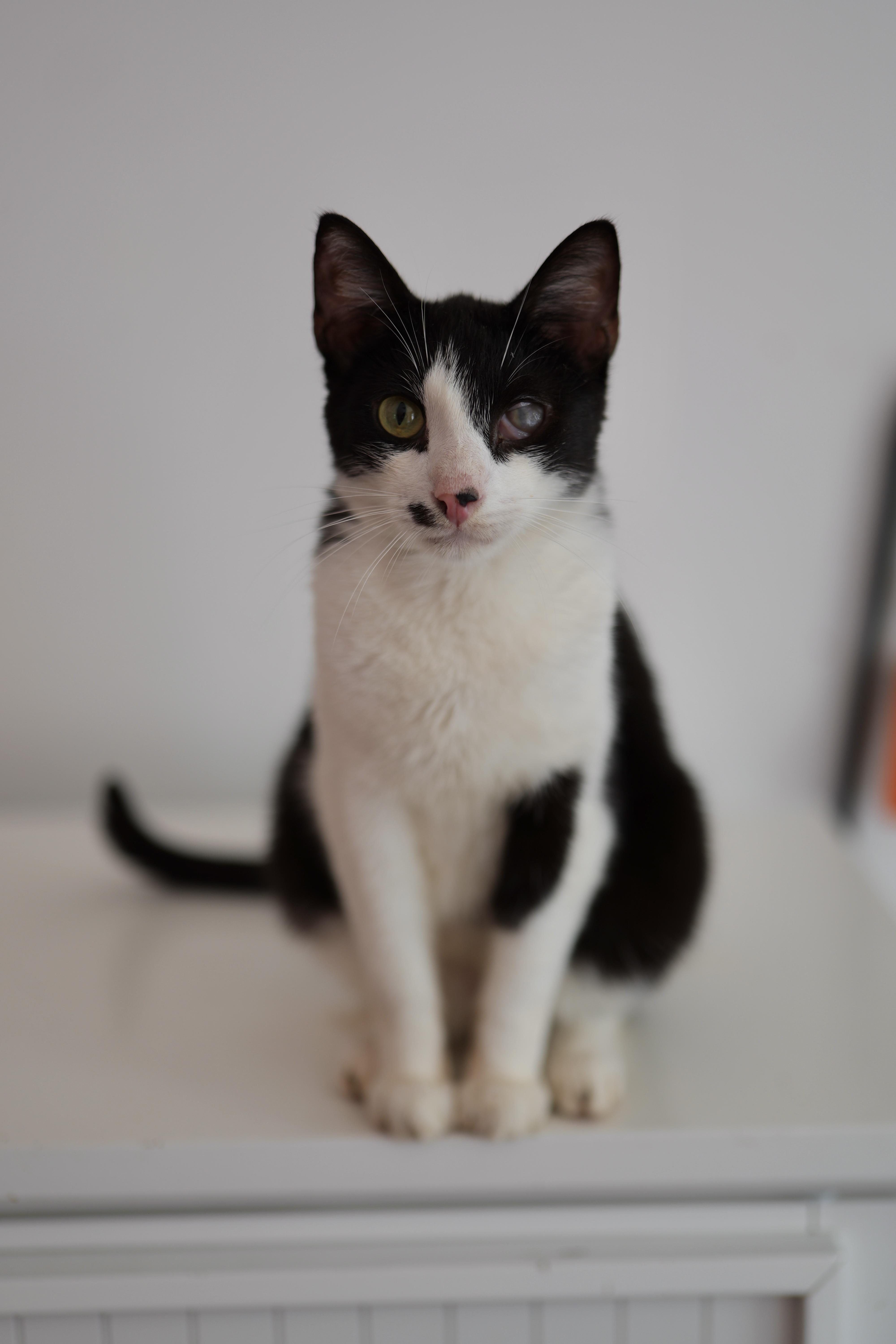 A young medium-sized male Black & White / Tuxedo Domestic Short Hair cat named Sushi for adoption in New York, NY