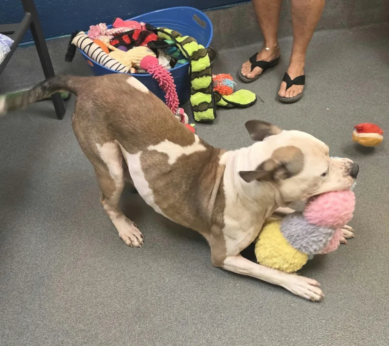 An adult large-sized male Pit Bull Terrier dog named Diesel for adoption in Amherst, VA