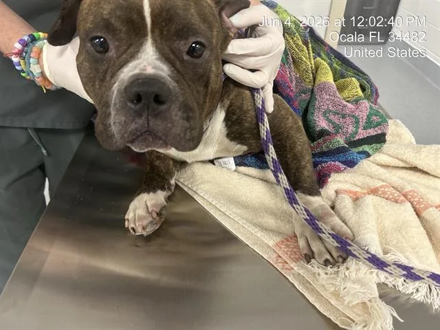 An adult medium-sized female American Bulldog dog named A for adoption in Ocala, FL