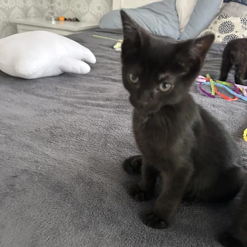 A young medium-sized male Black Domestic Short Hair cat named Radicchio for adoption in Evanston, IL