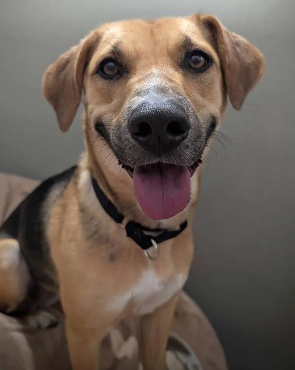 An adult medium-sized female Shepherd dog named Eileen for adoption in Littleton, CO