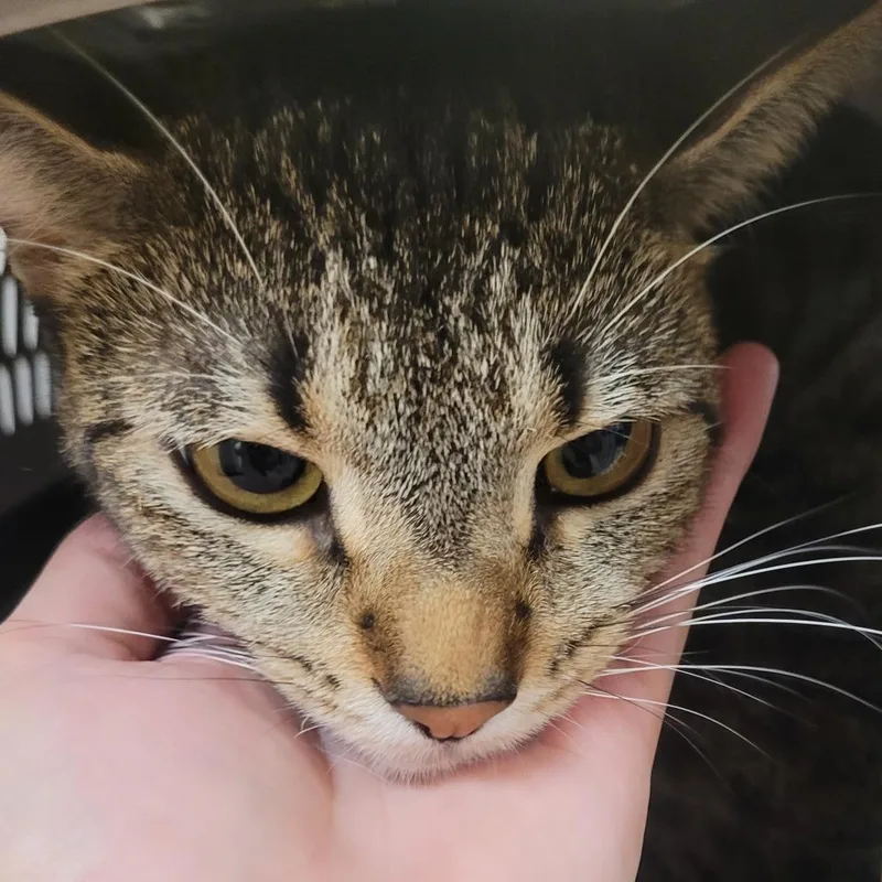 An adult medium-sized male Buff / Tan / Fawn Domestic Short Hair cat named Lug Nut for adoption in Lake Panasoffkee, FL