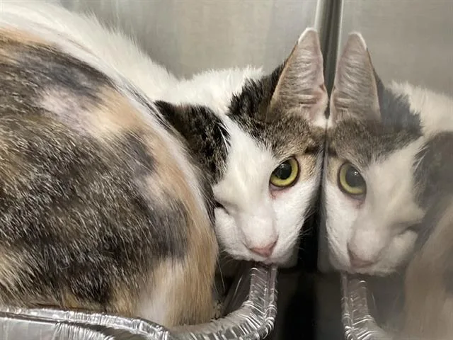 A young small-sized female Domestic Short Hair cat named Bolani for adoption in Tustin, CA