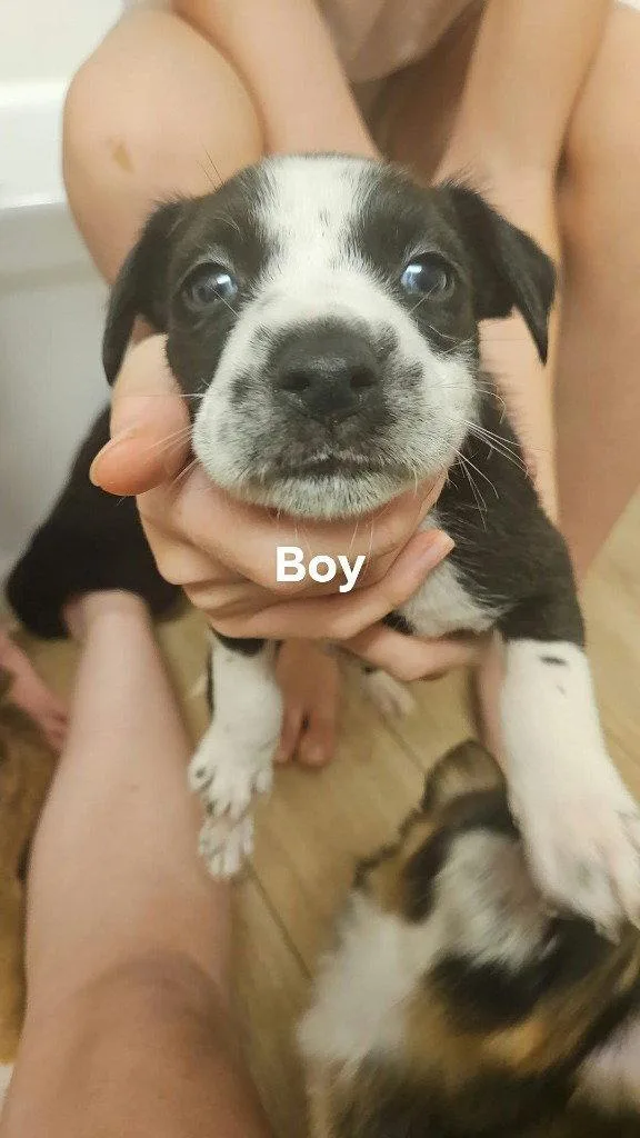 A baby medium-sized male Terrier dog named Scooter for adoption in St. Helens, OR