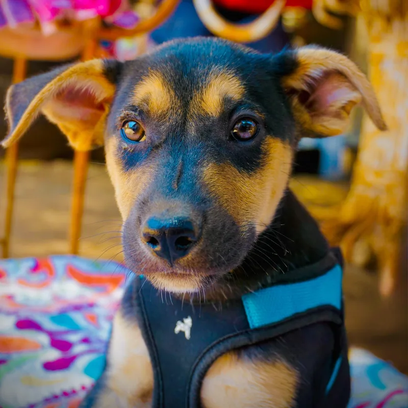 A baby medium-sized male Labrador Retriever dog named Shiro for adoption in San Diego, CA