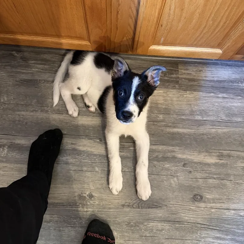 A baby medium-sized female White / Cream Collie dog named Pepper for adoption in Northville, MI