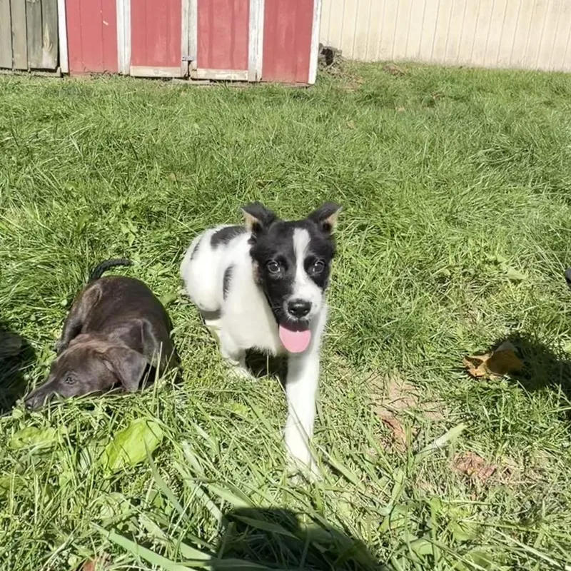 Pepper thumbnail 2