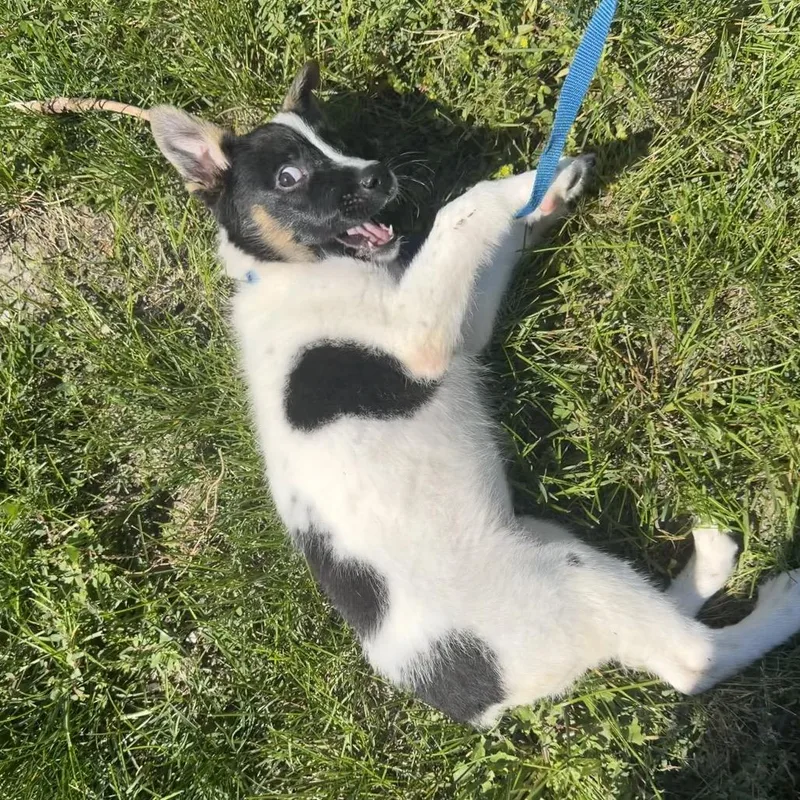 Pepper thumbnail 4