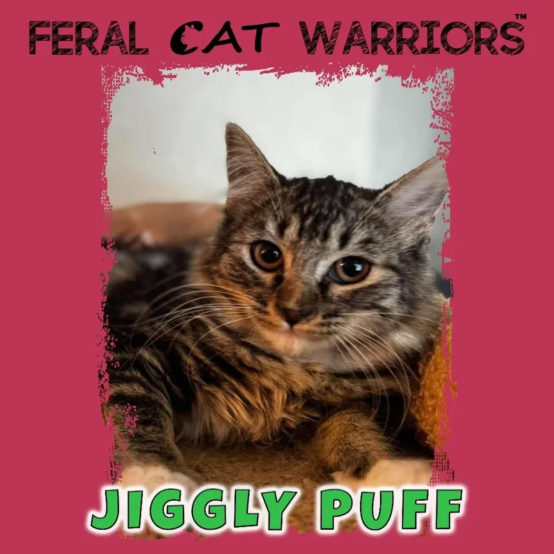 A baby small-sized female Domestic Medium Hair cat named Jigglypuff for adoption in Kingman, AZ
