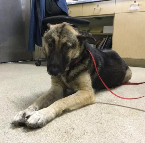 An adult large-sized female German Shepherd Dog dog named Jazzy for adoption in Riverside, CA
