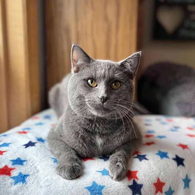 An adult large-sized male Gray / Blue / Silver Domestic Short Hair cat named Delaware for adoption in Fargo, ND